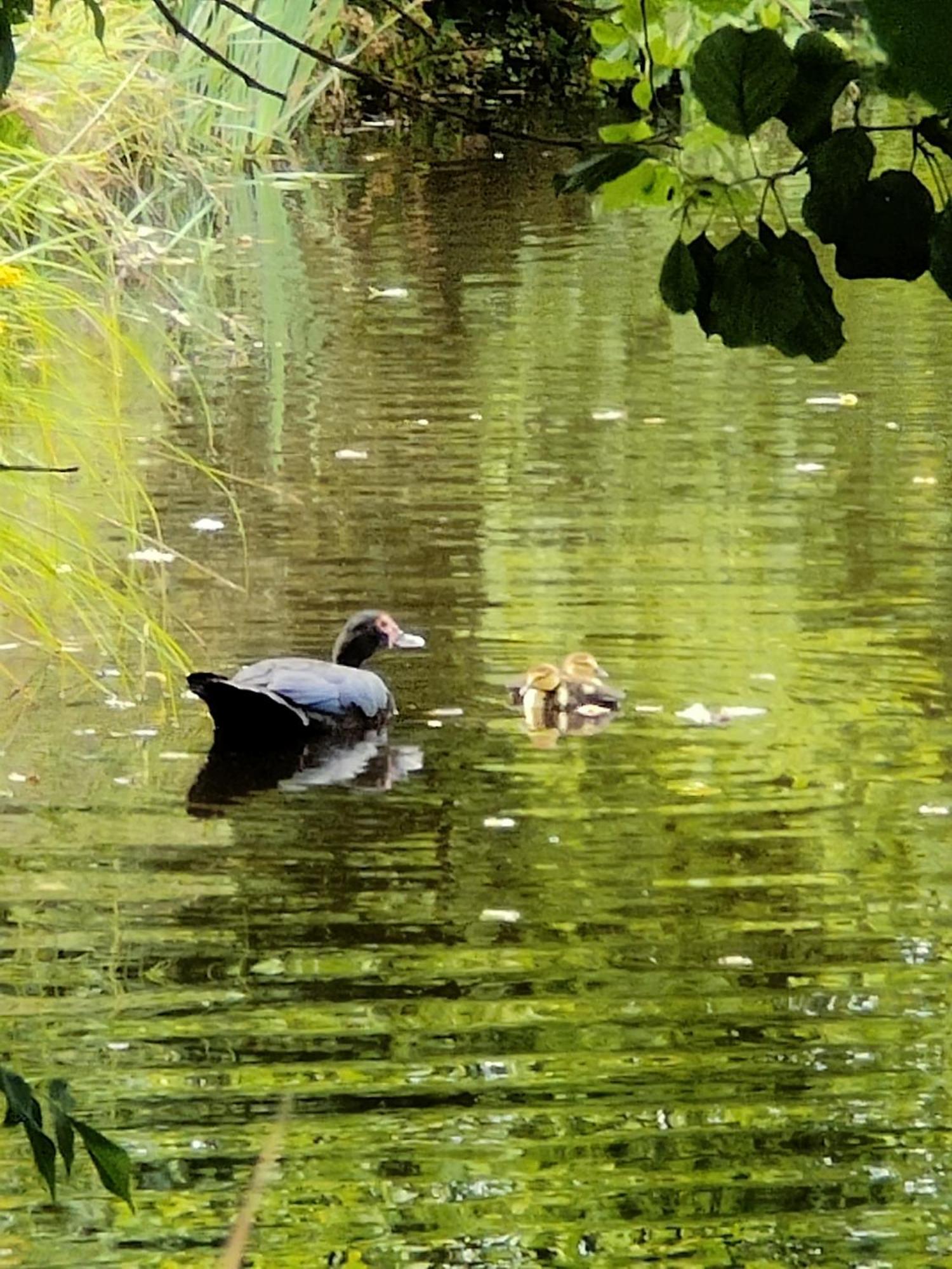 Gite De L Etang Du Planchon Balledent Exterior foto